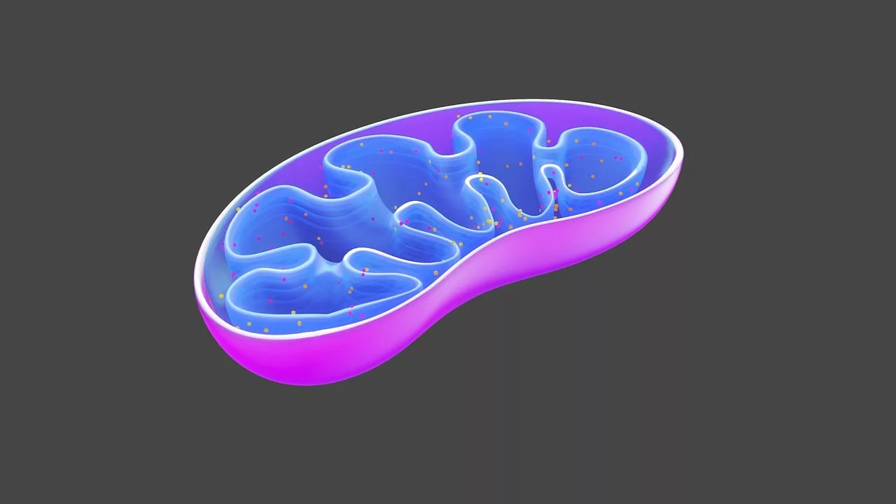 Why does mitochondrial disruption cost so much?